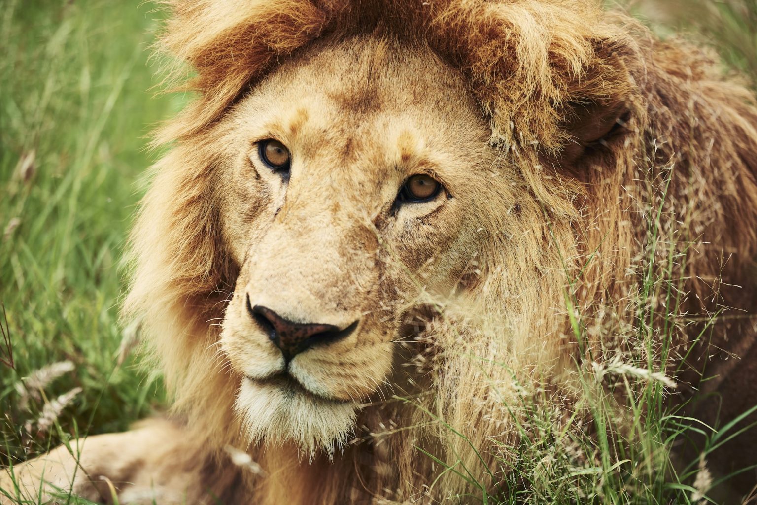 Close up of big lion in Africa