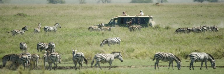herd of zebra in the Serengeti