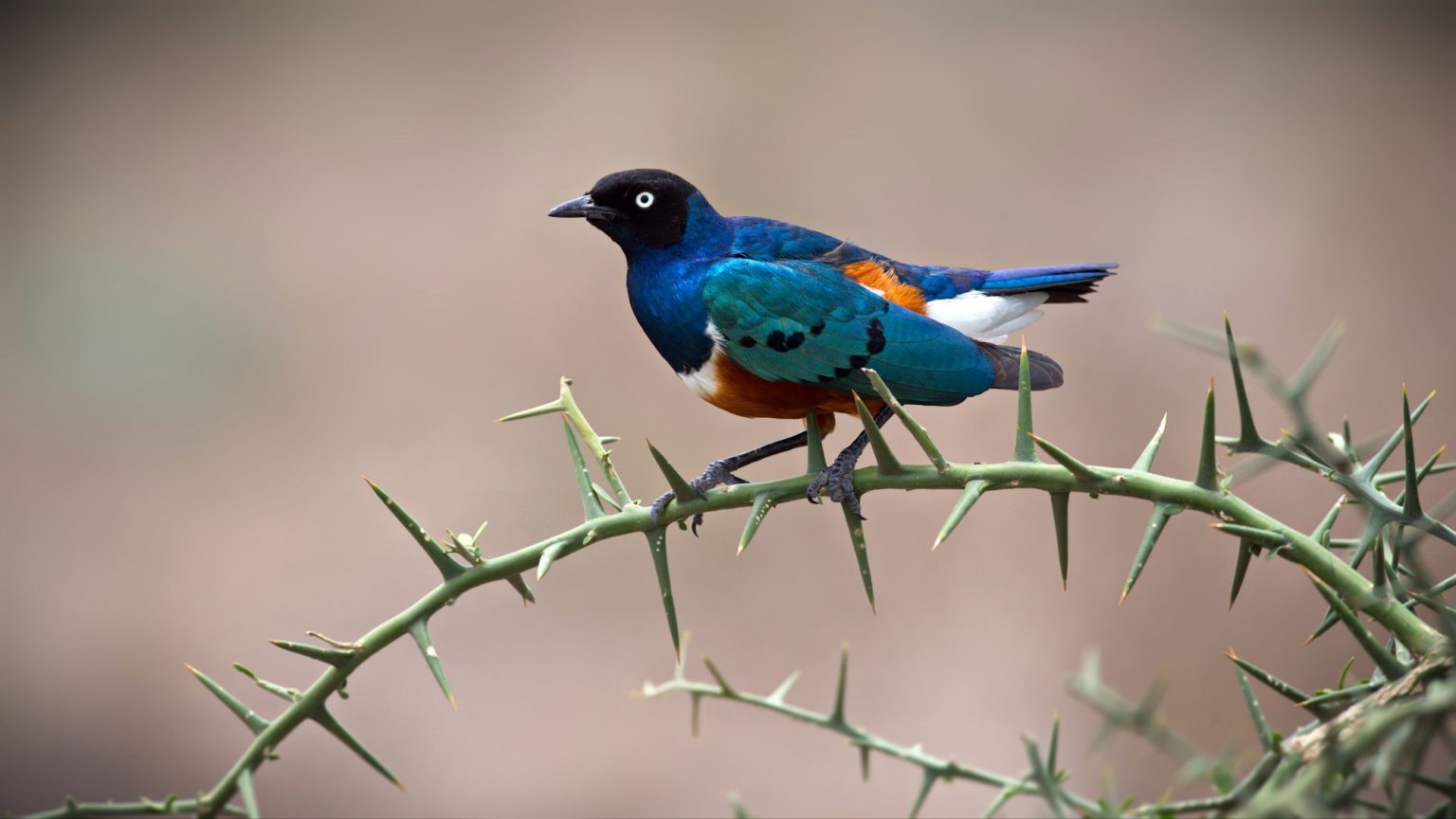 Starling bird on a branch in a forest in Tanzania